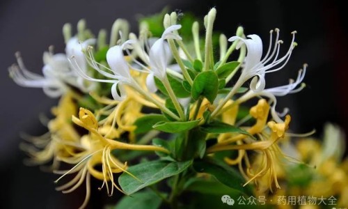 宝宝3个月 脸上长粉刺网 - 为你提供三个月宝宝脸上长点点、宝宝3个月 脸上长粉刺怎么办